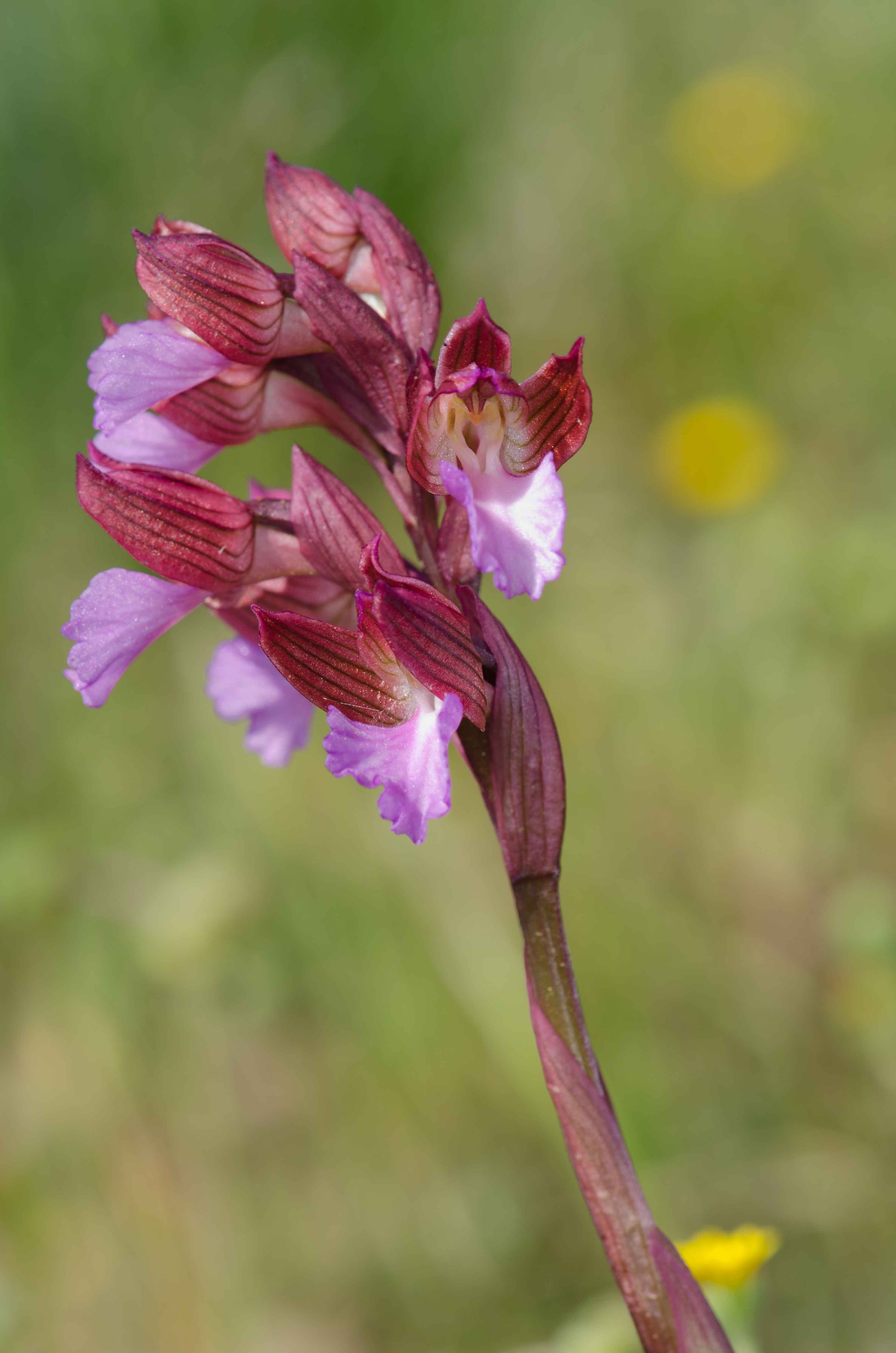 Anacamptis papilionacea / Orchidea farfalla